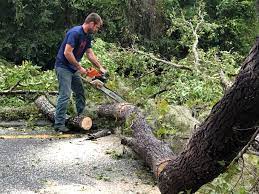 Best Firewood Processing and Delivery  in Hinesville, GA