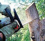 Best Tree Removal  in Hinesville, GA