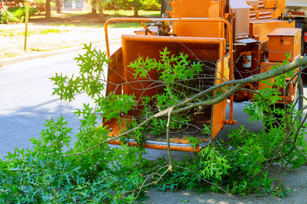 Best Stump Grinding and Removal  in Hinesville, GA