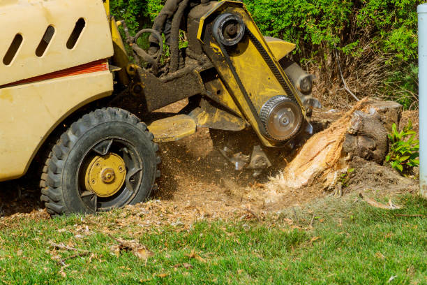 Best Hazardous Tree Removal  in Hinesville, GA