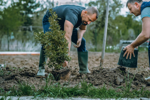 Best Hedge Trimming  in Hinesville, GA