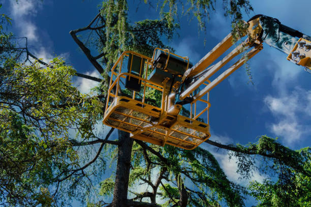 How Our Tree Care Process Works  in  Hinesville, GA