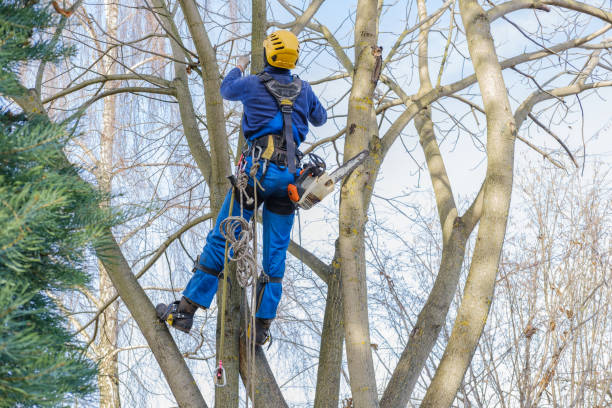 Best Leaf Removal  in Hinesville, GA