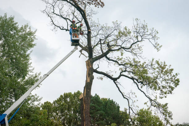 Best Tree Maintenance Programs  in Hinesville, GA