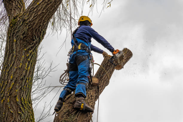 Best Utility Line Clearance  in Hinesville, GA