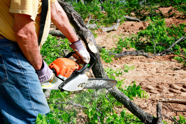 Best Fruit Tree Pruning  in Hinesville, GA
