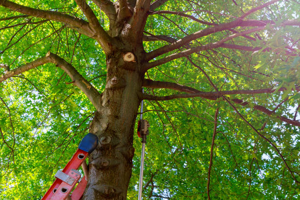 Best Tree Trimming and Pruning  in Hinesville, GA